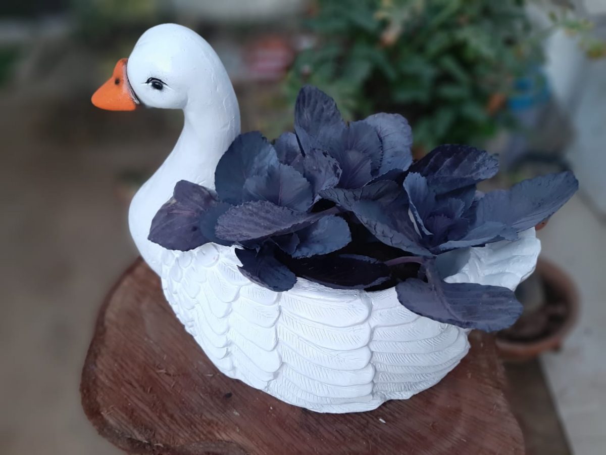 Duck Planter