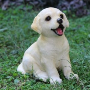 Labrador Pup