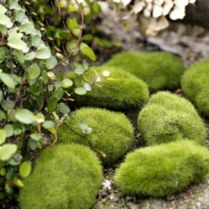 Moss Ball